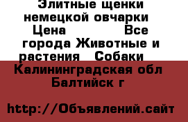 Элитные щенки немецкой овчарки › Цена ­ 30 000 - Все города Животные и растения » Собаки   . Калининградская обл.,Балтийск г.
